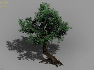 osmanthus tree-shrub-vine-grass-fern-alga 12 Model 3D