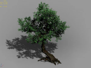 osmanthus tree-shrub-vine-grass-fern-alga 12 3D Model
