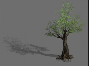 salix-desert plant 12 3D मॉडल