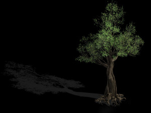 salix-desert plant 12 3D 模型