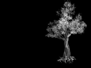 salix-desert plant 12 3D 模型
