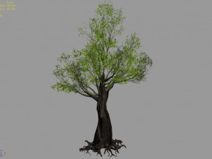 salix-desert plant 12 3D 模型