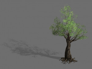salix-desert plant 13 3D Model