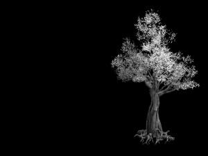 salix-desert plant 13 3D Model
