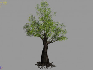 salix-desert plant 13 3D Model