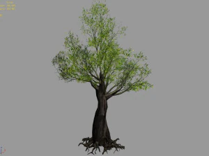 salix-desert plant 13 3D Model