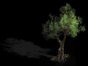 salix-desert plant 14 3D Model