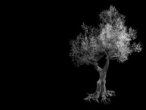 salix-desert plant 14 3D Model