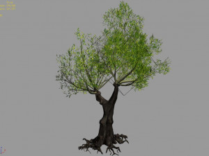salix-desert plant 14 Modello 3D