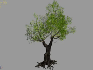 salix-desert plant 14 3D Model
