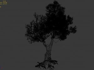salix-desert plant 14 3D Model