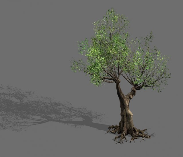 salix-desert plant 15 Modelo 3D .c4d .max .obj .3ds .fbx .stl .blend 