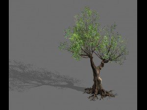 salix-desert plant 15 3D Model