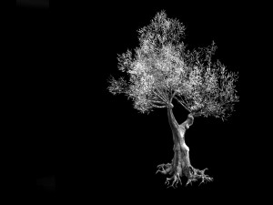 salix-desert plant 15 Modelo 3D