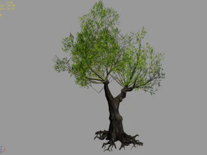 salix-desert plant 15 3D Model
