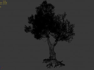 salix-desert plant 15 3D Model