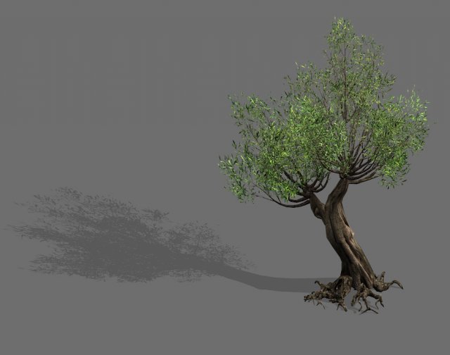 salix-desert plant 16 3D Model .c4d .max .obj .3ds .fbx .stl .blend 