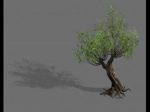 salix-desert plant 16 3Dモデル
