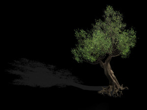 salix-desert plant 16 3D Model