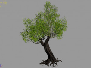 salix-desert plant 16 3D Model