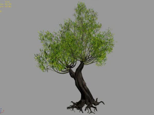 salix-desert plant 16 3D Model