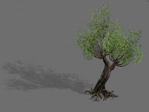 salix-desert plant 17 Modello 3D