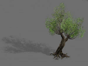 tanaman salix-gurun 17 Model 3D