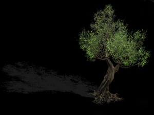 salix-desert plant 17 3D Model