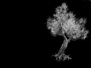 salix-desert plant 17 3D Model