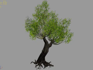 salix-desert plant 17 3D Model