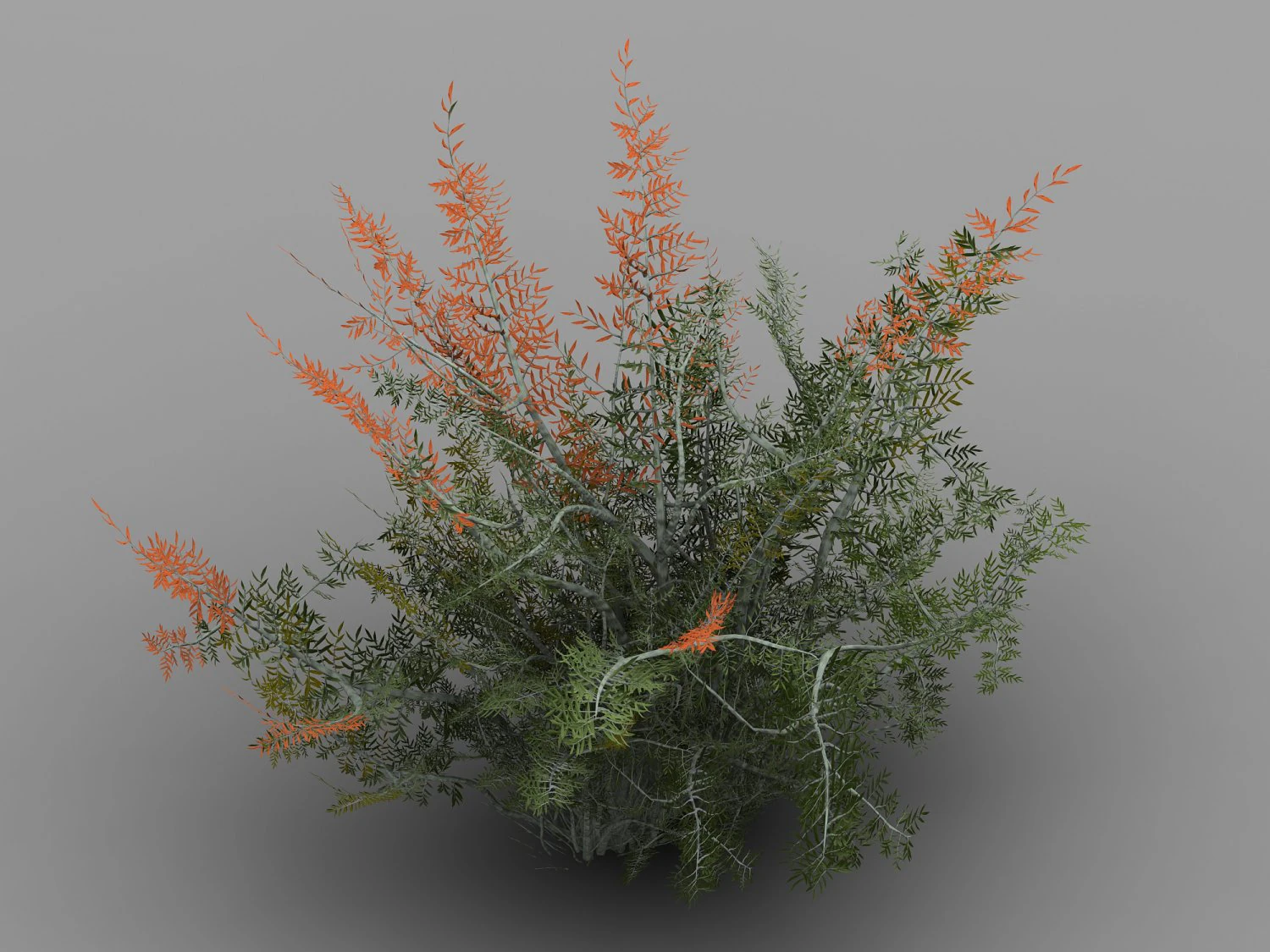 tamarisk-plant-fern 12 3D Model .c4d .max .obj .3ds .fbx .stl .blend 