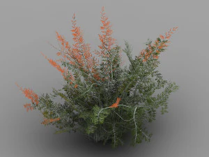 Tamariskenpflanze-Farn 12 3D Modell