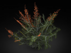 tamarisk-plant-fern 12 Model 3D