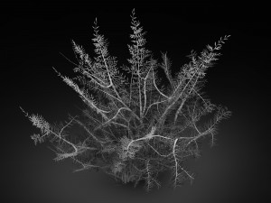 tamarisk-plant-fern 12 Model 3D