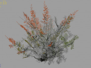 tamarisk-plant-fern 12 Model 3D