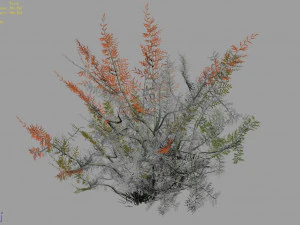 tamarisk-plant-fern 12 3D Model