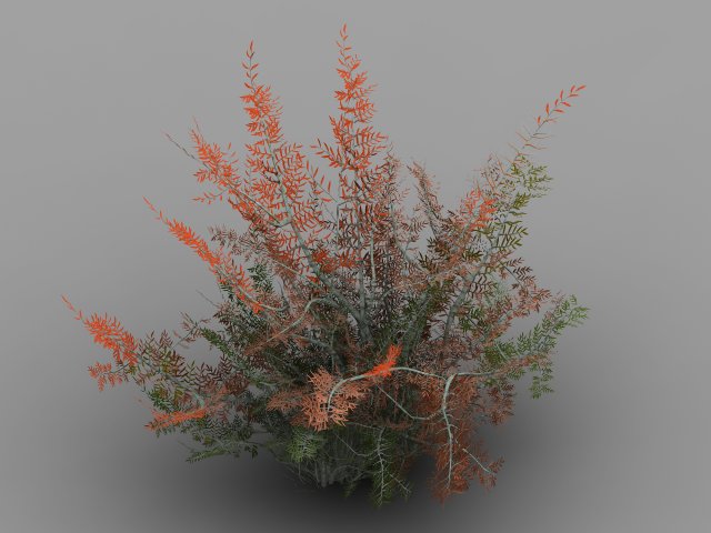 tamarisk-plant-fern 16 3D Model .c4d .max .obj .3ds .fbx .stl .blend 