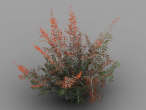 tamarisco-pianta-felce 16 Modello 3D