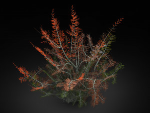 tamarisk-plant-fern 16 3D Model