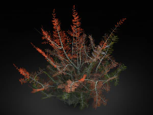 tamarisk-plant-fern 16 3D Model