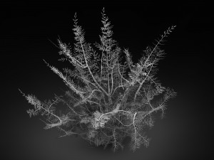 tamarisk-plant-fern 16 3D Model