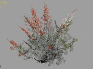 tamarisk-plant-fern 16 3D Model