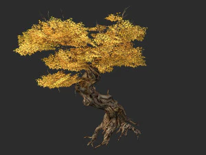 populus euphratica-포플러-특수 나무 14 3D 모델