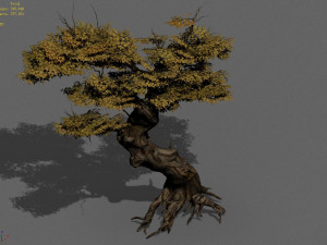populus euphratica-poplar-special tree 14 3D Modell