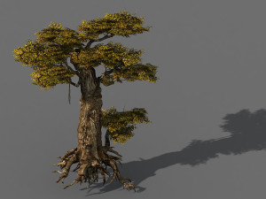populus euphratica-poplar-special tree 15 3Dモデル