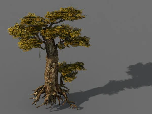 ポピュラス・ユーフラティカ-ポプラ-特別な木 15 3Dモデル