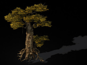 populus euphratica-poplar-special tree 15 3D Model