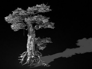 populus euphratica-poplar-special tree 15 3D Model
