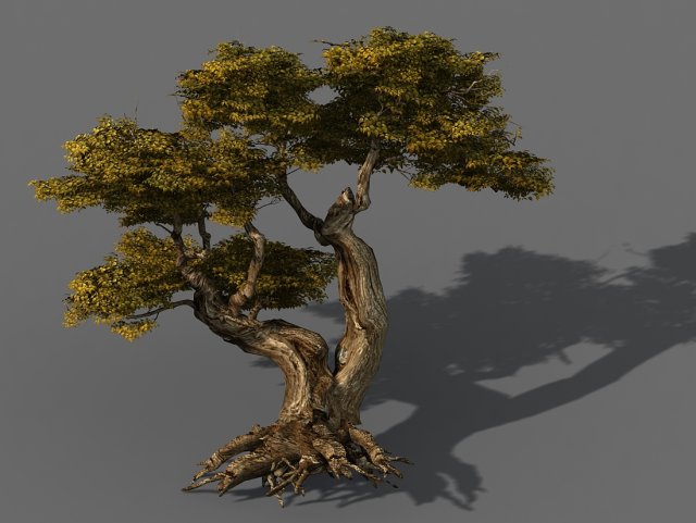 populus euphratica-poplar-special tree 16 Model 3D .c4d .max .obj .3ds .fbx .stl .blend 