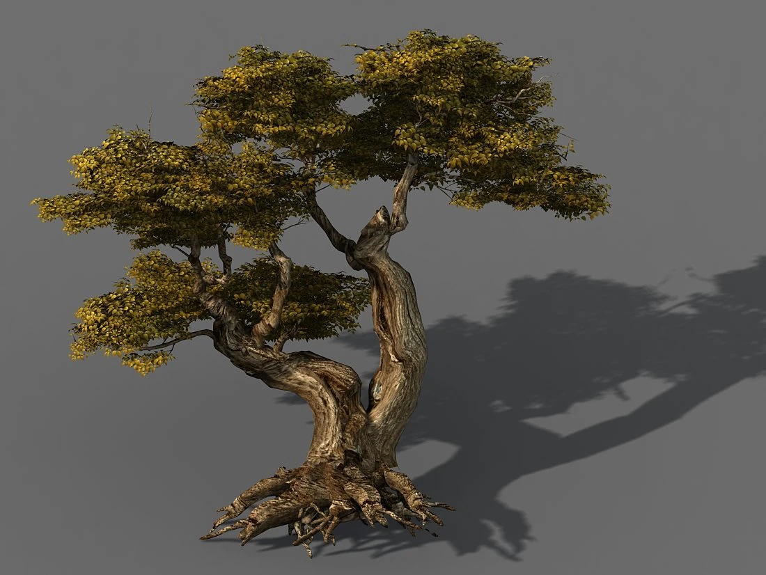 populus euphratica-poplar-special tree 16 3D Model .c4d .max .obj .3ds .fbx .stl .blend
